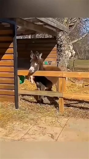 ANIMAL LOVERS COMMUNITY ❤️🥹 on Instagram: "🐾 One second they’re majestic… the next they’re doing this. Animals really wake up every day and choose chaos in the funniest way possible. From perfectly timed fails to “what did I just witness?” moments, this video has it all. Every clip feels like it was planned — even though we know it absolutely wasn’t. That’s the magic of animals being 100% themselves. Try not to laugh… but yeah, good luck with that. 😄 Which clip made you laugh the hardest? 👀�