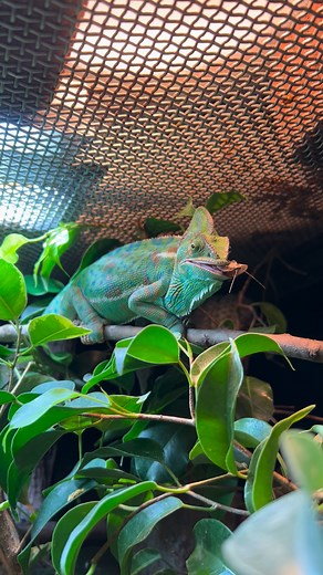 Adelaide Zoo on Reels