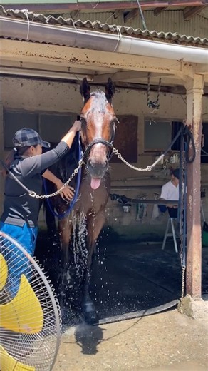 勉強後のシャワー＆扇風機が気持ち良すぎた馬 horse grooming🐎 Nankandamashii｜ナンカンさんの馬小屋 #horse #馬