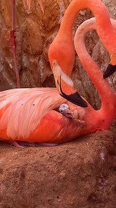 Baby flamingo alert! Welcome to the world, little one 🩷 #animals #birds #cuteanimals | San Antonio Zoo