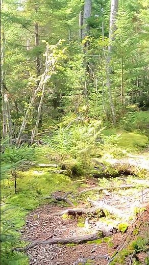 Hiking in the wild forest of Baxter State Park in Maine | solo backpacking journey in the wilderness