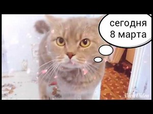 VivaVideo App Full Version - Best Video Editor for Android