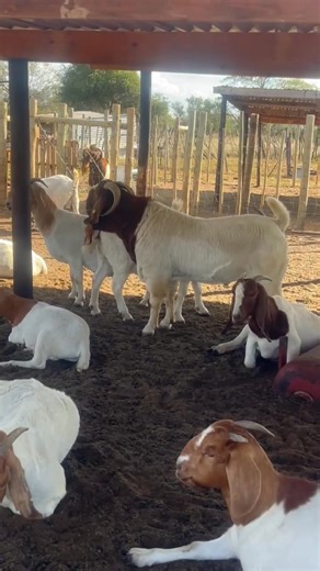 After our kidding season we had several first time mothers fail to take care of their young ones and as a result lost several lambs. Some deaths were avoidable but we cannot sit back and despair. A month later and after flushing we have reintroduced Power to the girls and we expect to have kids by Independence. Happy weekend farmers. Lets grind.... | ONLC boergoat stud