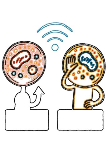 Peptides Don’t Build — They Signal #peptides #cellbiology #healthscience #musclebiology #learning