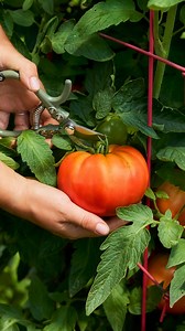 9.6K views · 113 reactions |  NEW FOR 2025 ✨: A tomato that can do it all - ‘SuperTom!’!  A Burpee original, bred to keep your taste buds craving more, 24/7.  Versatile beefsteak ideal for fresh salads, hearty sauces, or simply sliced.  Enjoy its rich, savory flavor any time of day, from breakfast to midnight snacks!  Dense, meaty slices mean no soggy sandwiches—just perfect, drip-free bites every time. Shop now: https://bit.ly/41qk17y | Burpee Gardening | Facebook