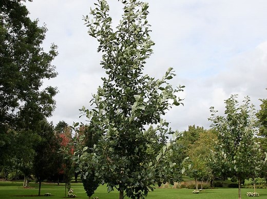 Oak Heritage - Plant Guide