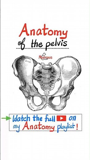 Anatomy of the Pelvis…#anatomy #physiology #biology #mbbs #nurse #doctor #science #usmle #nclex