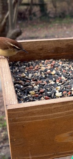 #backyardbirds #birdsofvirgina #drivewaybirdbox