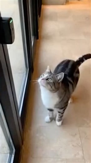 Bro just used the sensor🤣🤣🤣#catsoftiktok #cute #viral #fyp #cat