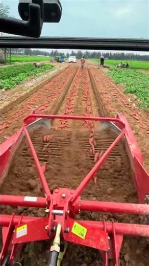 mesin pertanian modern untuk memanen ketela #shorts #agriculture