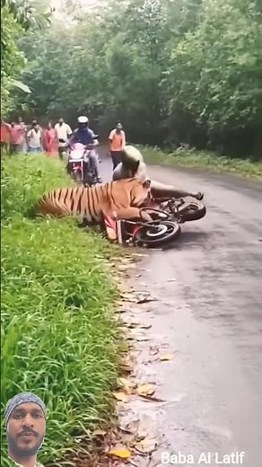 #video One Camera Recording🐯Tiger Attacks Jungle Road on Biker #tiger​ #animalattack​ #animals​