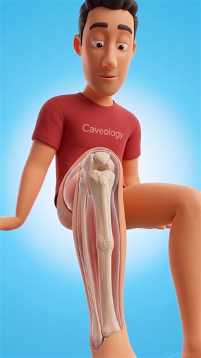 Broken Bone to Normal: How Your Body Rebuilds a Fracture
