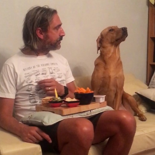 13M views · 169K reactions | Nothing will stop these pets getting their paws on food... | Tyla | Facebook