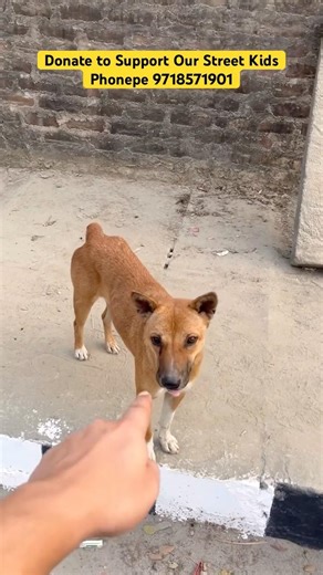 HOPE is Tailless but Not Hopeless ❤️ #shorts #ytshorts #funnydogs #instagram #reels #animalscasa