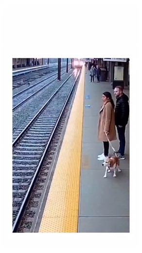 @sarcasmmodeon.1 on Instagram: "The post features a 15-second AI-generated video simulating CCTV footage of a stranger heroically rescuing a woman's small white dog from train tracks just as a subway arrives, styled with multi-angle "CAM 4 PLATFORM" overlays dated January 27, 2025. Despite amassing 14.7 million views and 27,000 likes within hours, numerous replies identify it as deepfake, criticizing AI's proliferation of misleading content that erodes trust in viral animal rescue stories. This