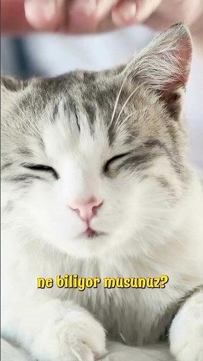 Kedi sevgi testi😻#cat#kedi#keşfet