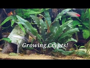 How to Grow Cryptocoryne Plants.