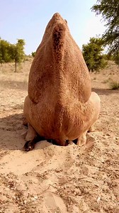 Camel meeting at Sahara #uae #meeting #dessert #foryoupagereels #fypシ゚ #foryoupageシ #PetsOfTikTok #foryouシ #فاریو #cowaymurah #petsofinstagram #fb #DesertChallenge | CoWhoof