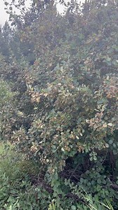 Whether it’s black knot fungus or chokecherry gall midge on chokecherries, plum pocket disease on wild plums, or cedar rust on juniper, juneberries, and hawthorn … plant diseases are a huge concern and many of them are spreading like wildfire to traditional foods and medicines of Indigenous peoples. I see so many people out there harvesting berries, roots, and greens, and I want to bring awareness so that we can work on a management strategy together to save these plant relatives for future gene