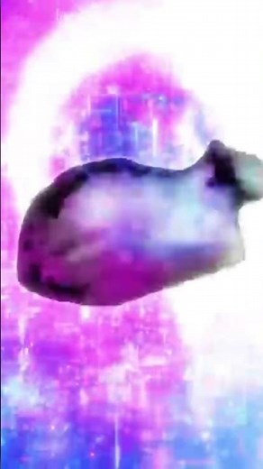 OLLA OLLA (Spinning Cat)