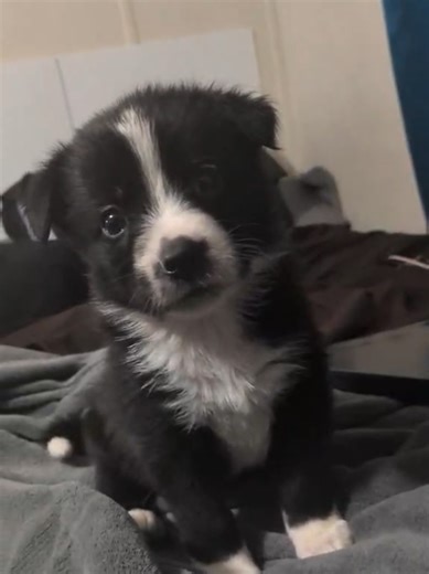 how cute is she? follow us for more border collie and puppy content 🫶 #bordercolliepuppy #puppy #puppylove