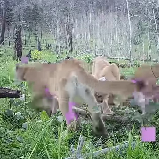 80K views · 1K reactions | Have you ever wondered what a mountain...