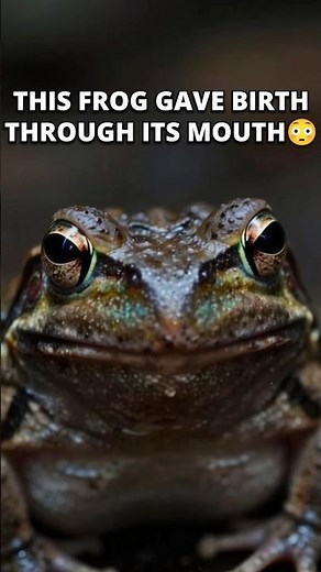 This Frog Gave Birth From Its Mouth 😳