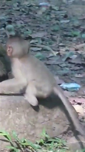 Footage of monkeys at Angkor Wat Temple in Cambodia 20 #Shorts