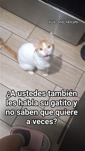 Mi gatito siempre hablándome🥺 #shorts #gatos #cats #kitty #cute #shortsfeed