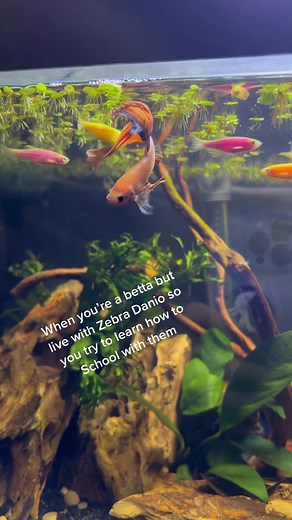 Parrot Fish and Betta Learning to School with Zebra Danio