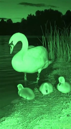 Predatory Bird Attacks a Swan Family — Incredible Wildlife Moment