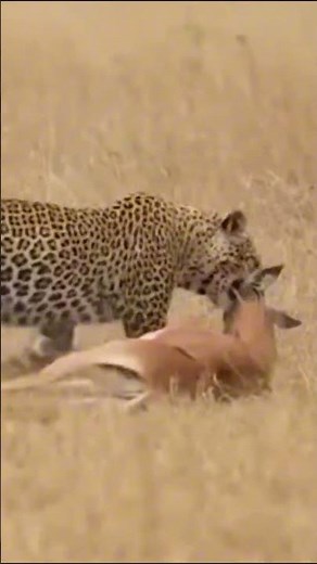 Wild World | Leopards stalk antelopes in the trees and launch a swift pounce.