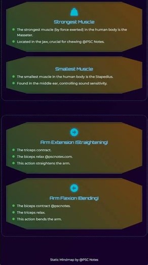 Major Muscle Groups and their Functions