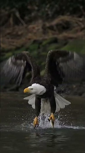 🦅 Deadly Eagle Hunting on Sea: Nature’s Ultimate Predator Strikes 🌊🐟 #wildlife #animalfacts #animals