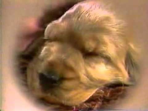 Muppets - Ralph - What a Wonderful World