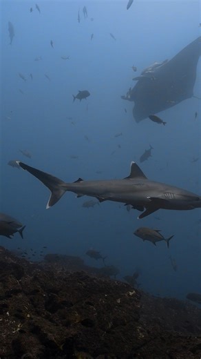 5.9K views · 115 reactions | The diving has been superb. In the space of a few days, we have seen a huge variety of sharks: Galapagos sharks, silky sharks, oceanic black tips, white tip reef sharks, and hammerheads. We have dived with oceanic mantas and black mantas, dolphins, schooling hammerheads, huge schools of yellowfin tuna, and all kinds of crazy sea life. Send us a message to get more details. www.nautilusliveaboards.com | Nautilus Liveaboards | Facebook