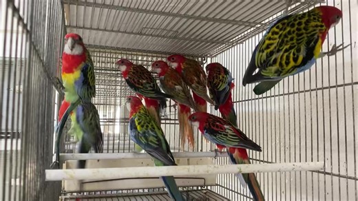 Eastern Rosellas | Tropic Island