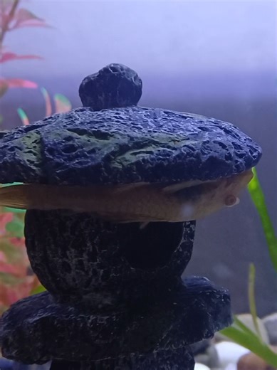 Discovering My Placo Fish: A Fun Encounter