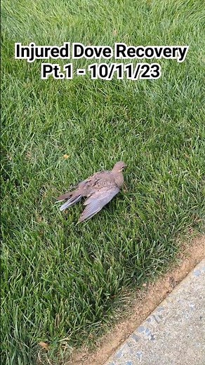 Found a mourning dove with an injured wing! What should I do? #injuredbird