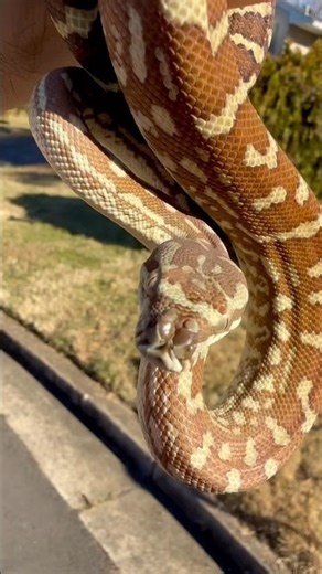 B5 - 2023 1.0 Hypo Het Stonewashed Bredl’s Python