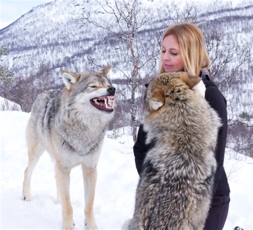 1.1M views · 44K reactions | Bragi here disciplines his pack mate Marit for not moving aside and recognising he is higher in the pack that she is. #Wolves #wolf #wolfpack #wolfgirl #norway #vikingwolf | Anneka Svenska | Facebook