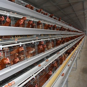 [Hot Item] Customizable Layer Chicken Cage System with Fully Automatic Equipment for Chicken Farms
