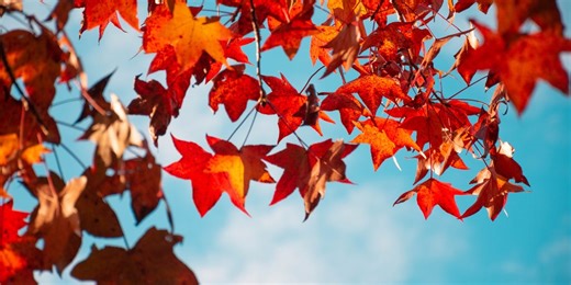 Planet had its warmest October on record, scientists say