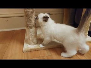 Bringing home a ragdoll kitten. Meet Sammy