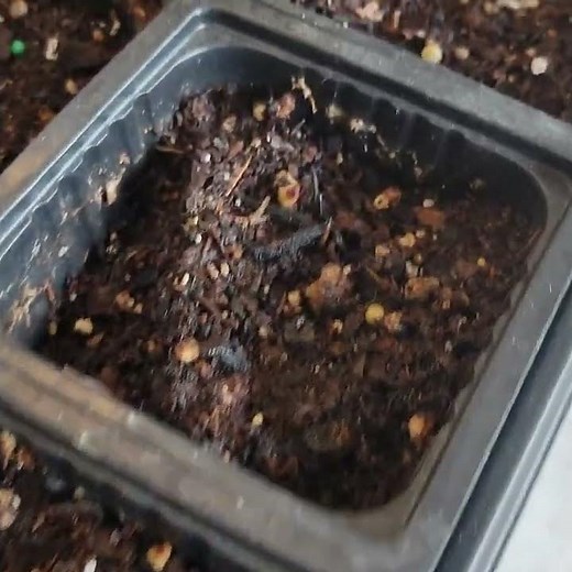 Windmill Palm Seed Experiment - First Growth