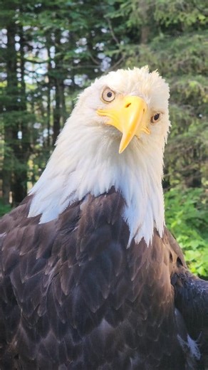 120K views · 12K reactions | Meet Spirit, our extraordinary Bald Eagle and Raptor-in-Residence. After being found in a ditch in Juneau, AK, she joined our family in 2016, after a car collision, which left her with a head tilt and limited vision in her left eye. Spirit now plays a vital role in educating the public about Bald Eagles and the challenges they face in the wild. #SpiritTheBaldEagle #RaptorInResidence #AvianEducation | Alaska Raptor Center | Facebook