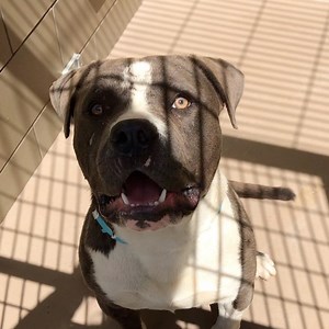 28 reactions · 16 shares | Confirmed euthanized 6/28/20.  ‼️LIFE...