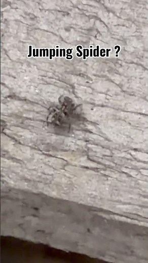 Jumping Spider ? #jumpingspiders #jumpingspider #spiders