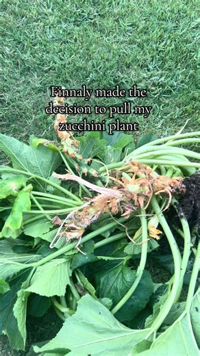 Plants for Raised Beds in Zone 8A