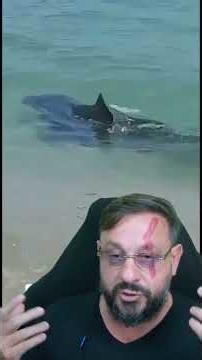 What do they do with the sharks in Arraial do Cabo?